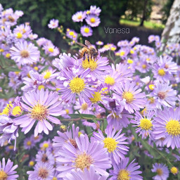 freetoedit hdr flowers violet springbreak