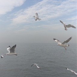 seagull pcbirds birds