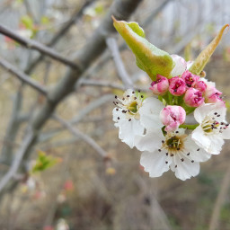 blossom pcspring spring