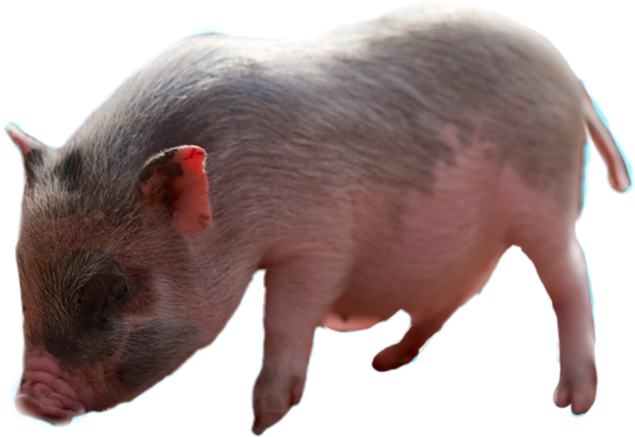 pig-freetoedit-scpigs-pigs-pig-sticker-by-gudrungl010