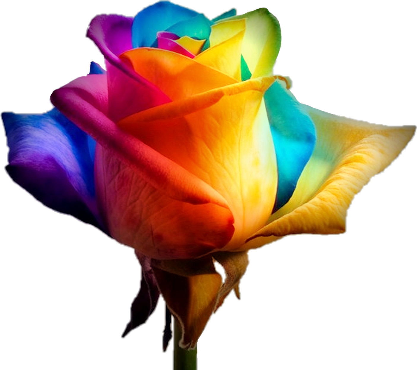 Colorful life. Разноцветные розы. Радужные цветы.
