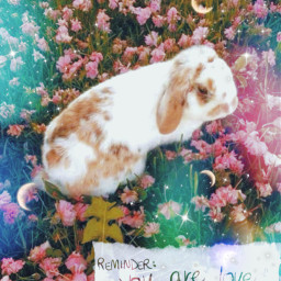 freetoedit youareloved moon bunny easterbunny flowerfield flowers aesthetic cute pink white message challenge reminder rcyouarelovedreminder youarelovedreminder
