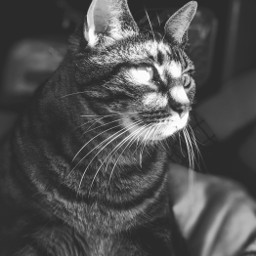 molly cat photography petportrait kitty pixel google blackandwhite freetoedit