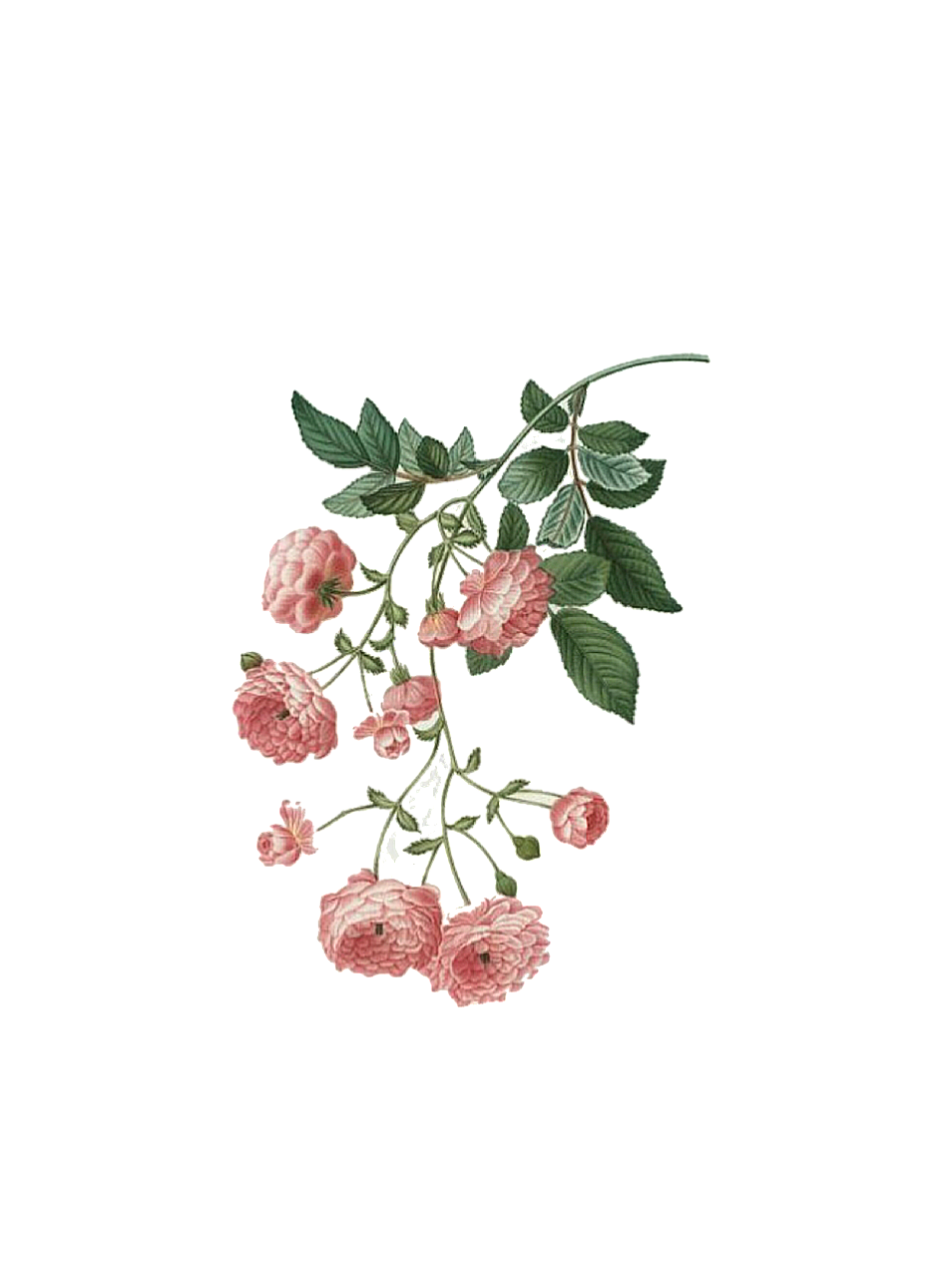 無料ダウンロードピンク 花 おしゃれ すべての美しい花の画像