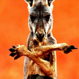 freetoedit kangourou kangaroo orange dog ircbundleduppup