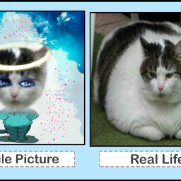 freetoedit cat expectationvsreality ircprofilepicmeme profilepicmeme