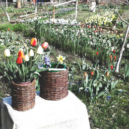 spring tulips freetoedit