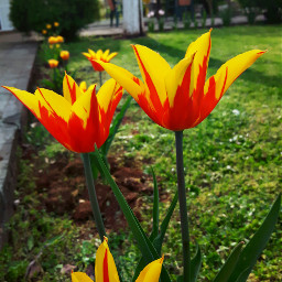 tulipanes freetoedit flowers spring sun