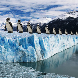 freetoedit remixed pingouin pinguin