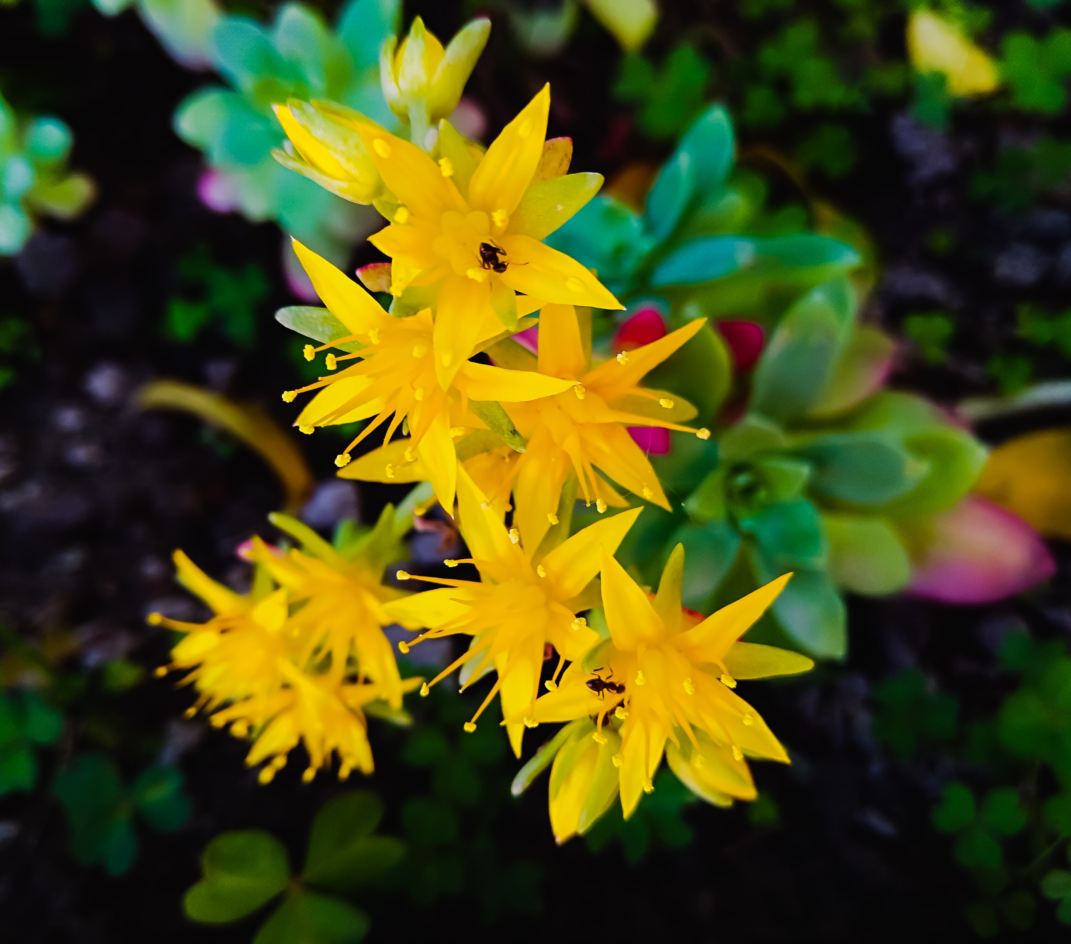 Featured image of post Pianta Grassa Fiori Gialli forte con le foglie verdi accese e stanno pure sbocciando i fiori
