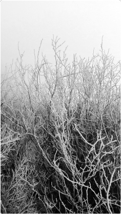 branches blackandwhite snow freetoedit