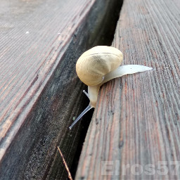 snail snailshell wood closeup nature