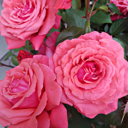 mypic pink roses freetoedit