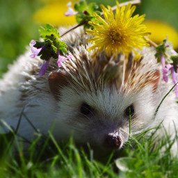freetoedit hedgehog cute nature flower