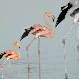 freetoedit ircflamingo flamingo