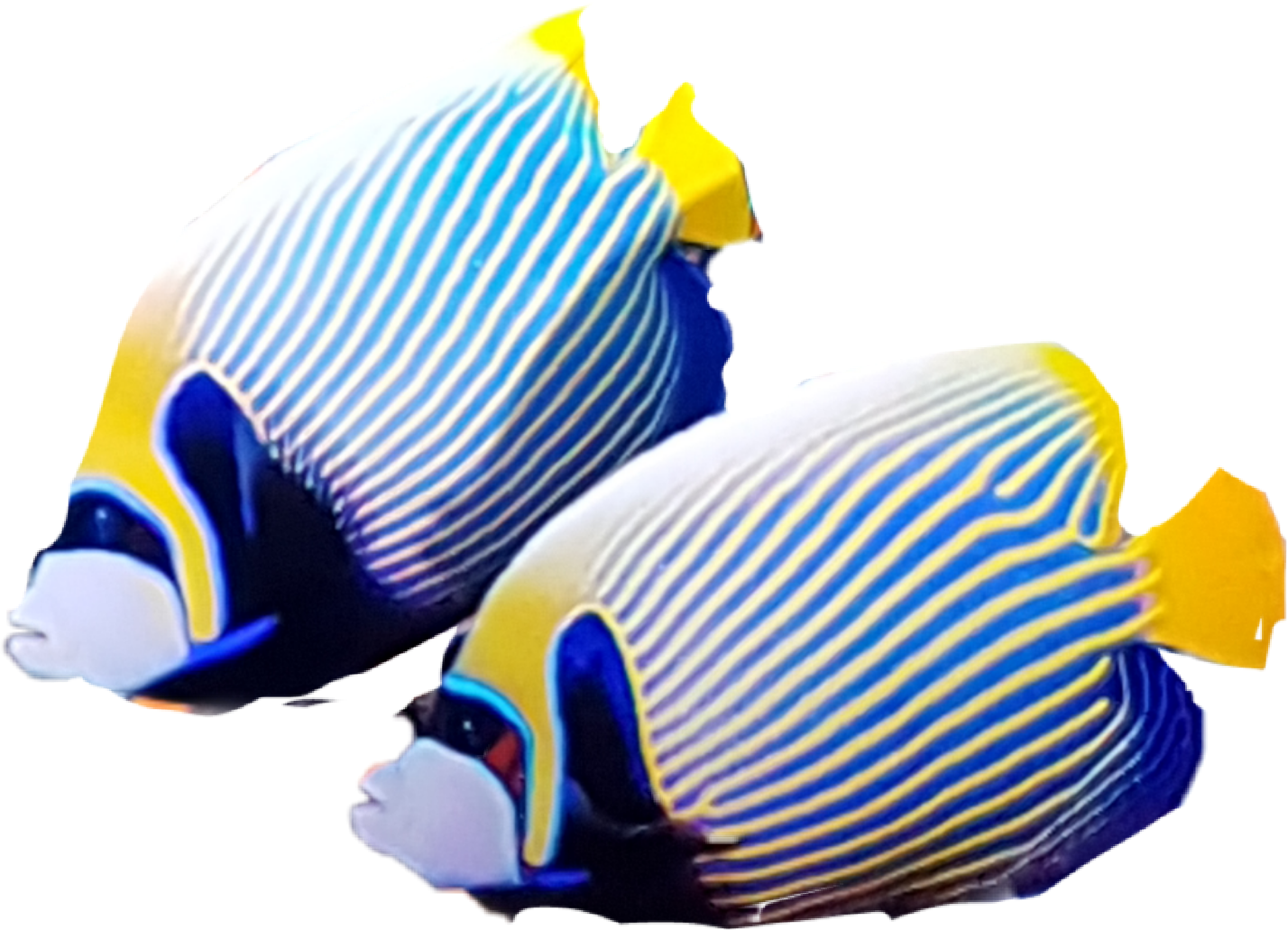 fish-freetoedit-fish-sticker-by-cherigoodman59