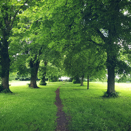 freetoedit walk park trees pathway