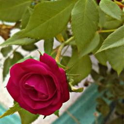 freetoedit rose sweet floresparati flowerslovers