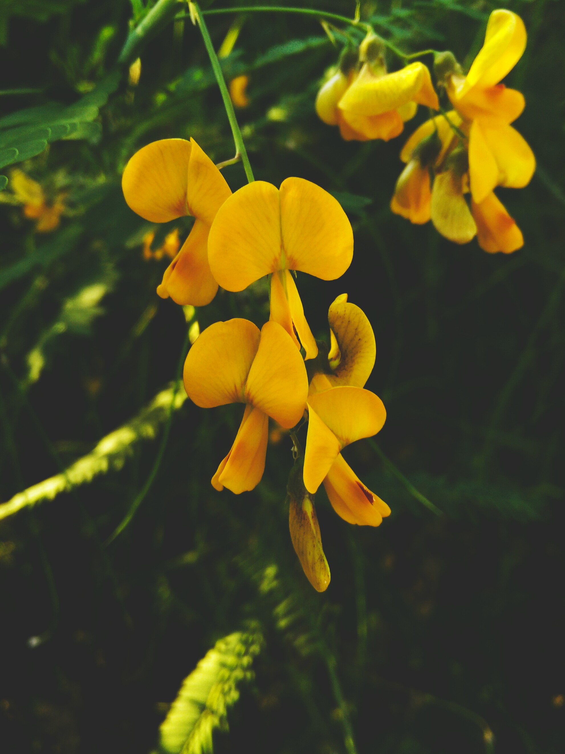 Featured image of post Green And Yellow Aesthetic Pictures / Download high quality flower pictures for your mobile, desktop or website.