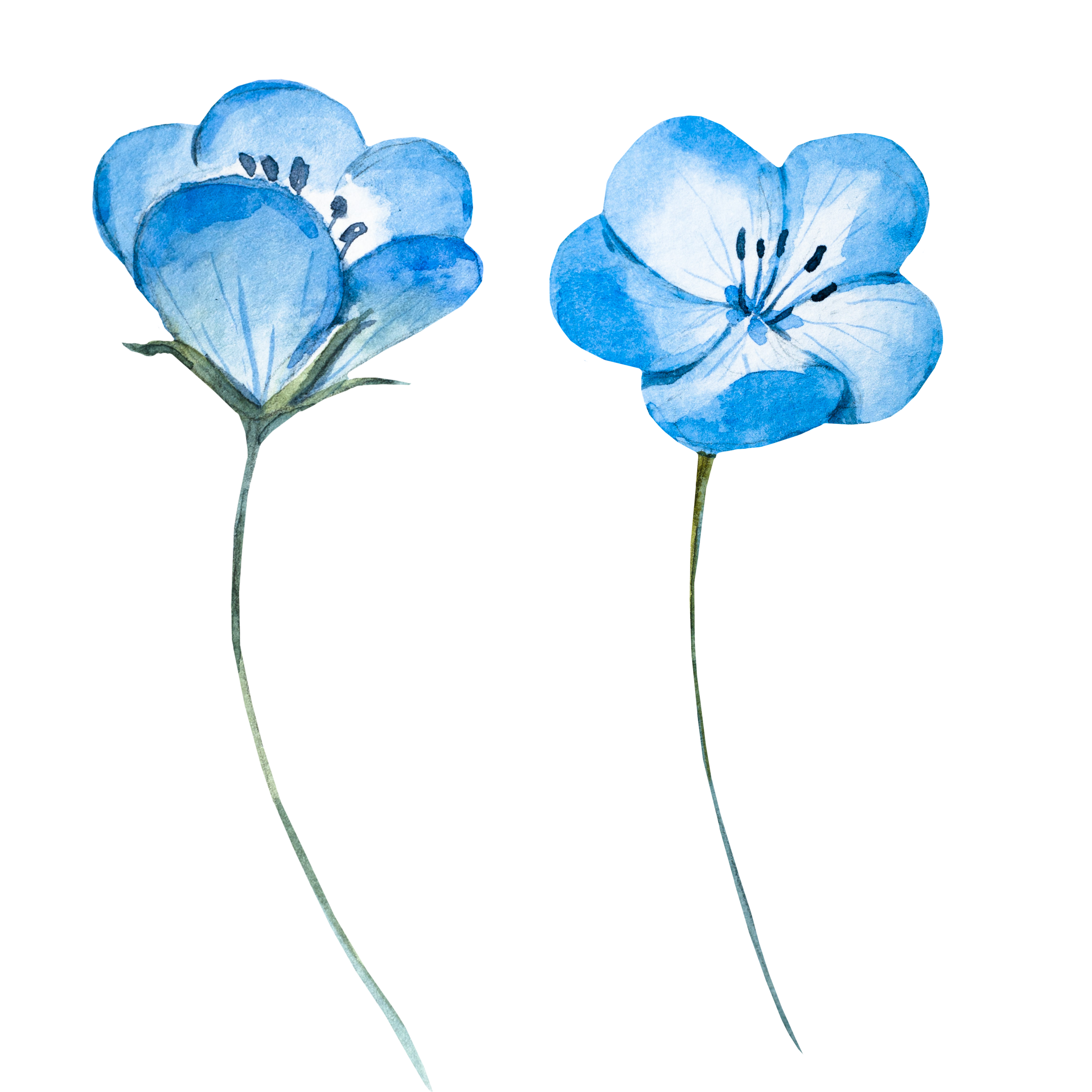 30+ Blue Watercolor Flowers Png Images