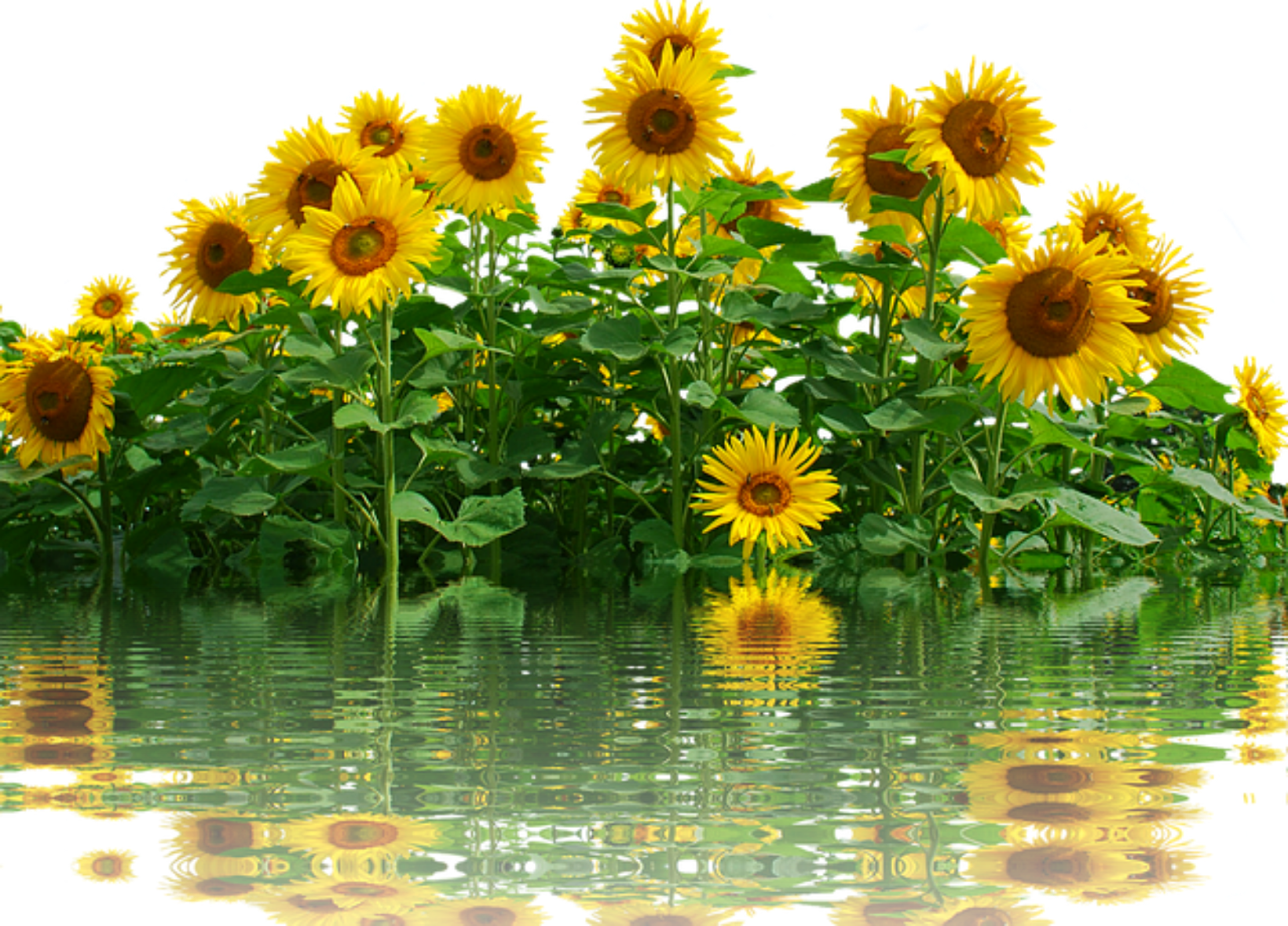 ftestickers flowers water sunflowers waterreflection...