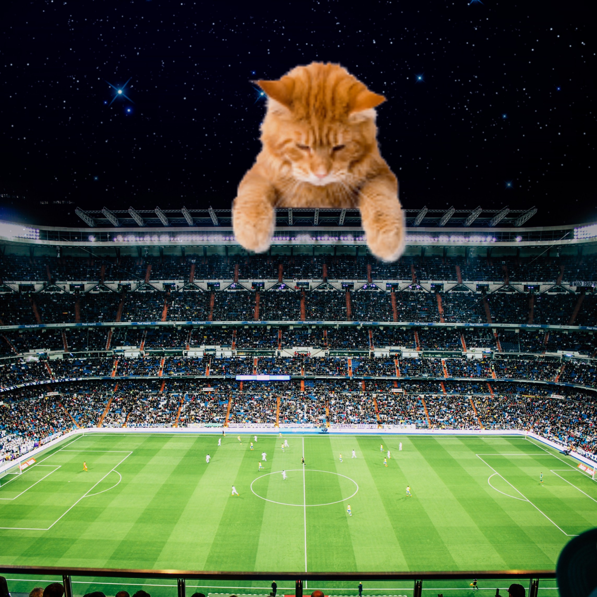  #freetoedit #giantanimals #cat #stadium #football