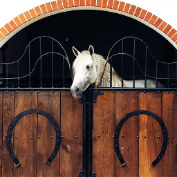 freetoedit pets horses horse elbonito