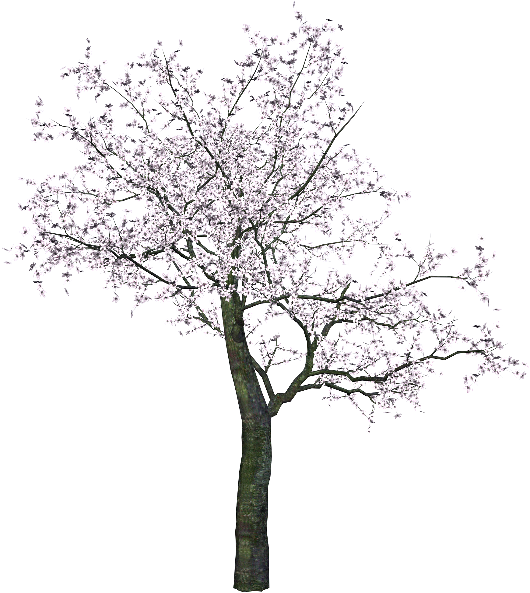 Цветущее дерево без листьев. Сакура дарахт. Яблоня черри блоссом. Сакура сбоку дерево. Цветущее дерево на белом фоне.