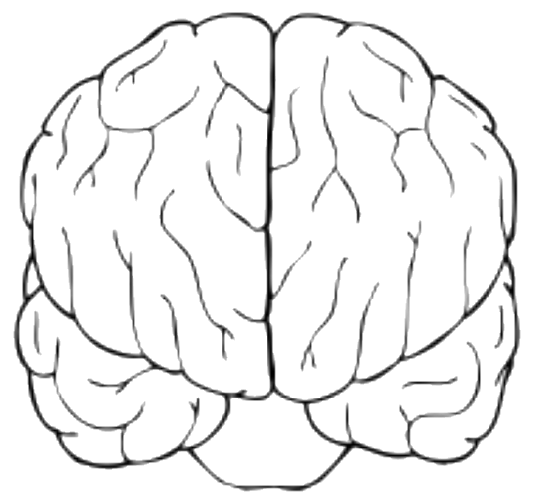 Мозг вид спереди рисунок