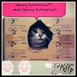 kittythehousecat kittyinthebox opening-instruction opening freetoedit