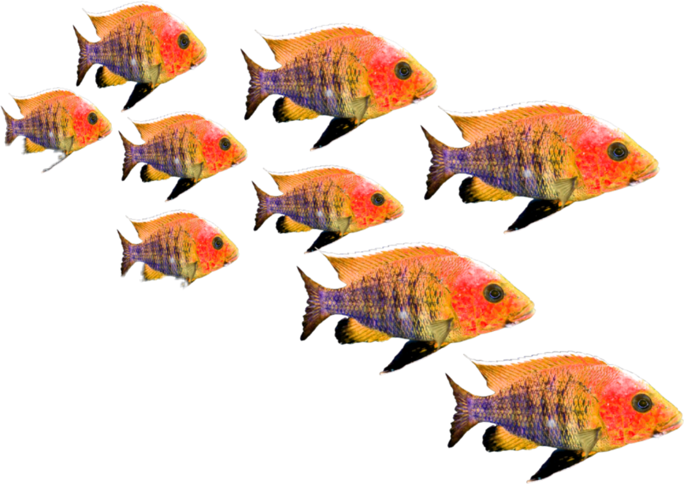 fish-freetoedit-fish-sticker-by-cherigoodman59