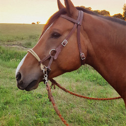 pferd horse beautiful beautifulday sun freetoedit