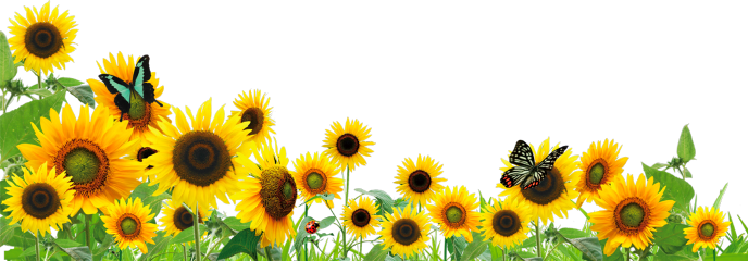 Popular and Trending sunflowers Stickers on PicsArt