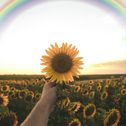 freetoedit rainbow sunflower photography ircsunflowersgalore