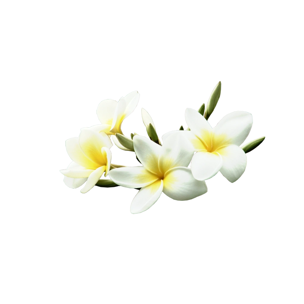 #mq #white #flower #flowers