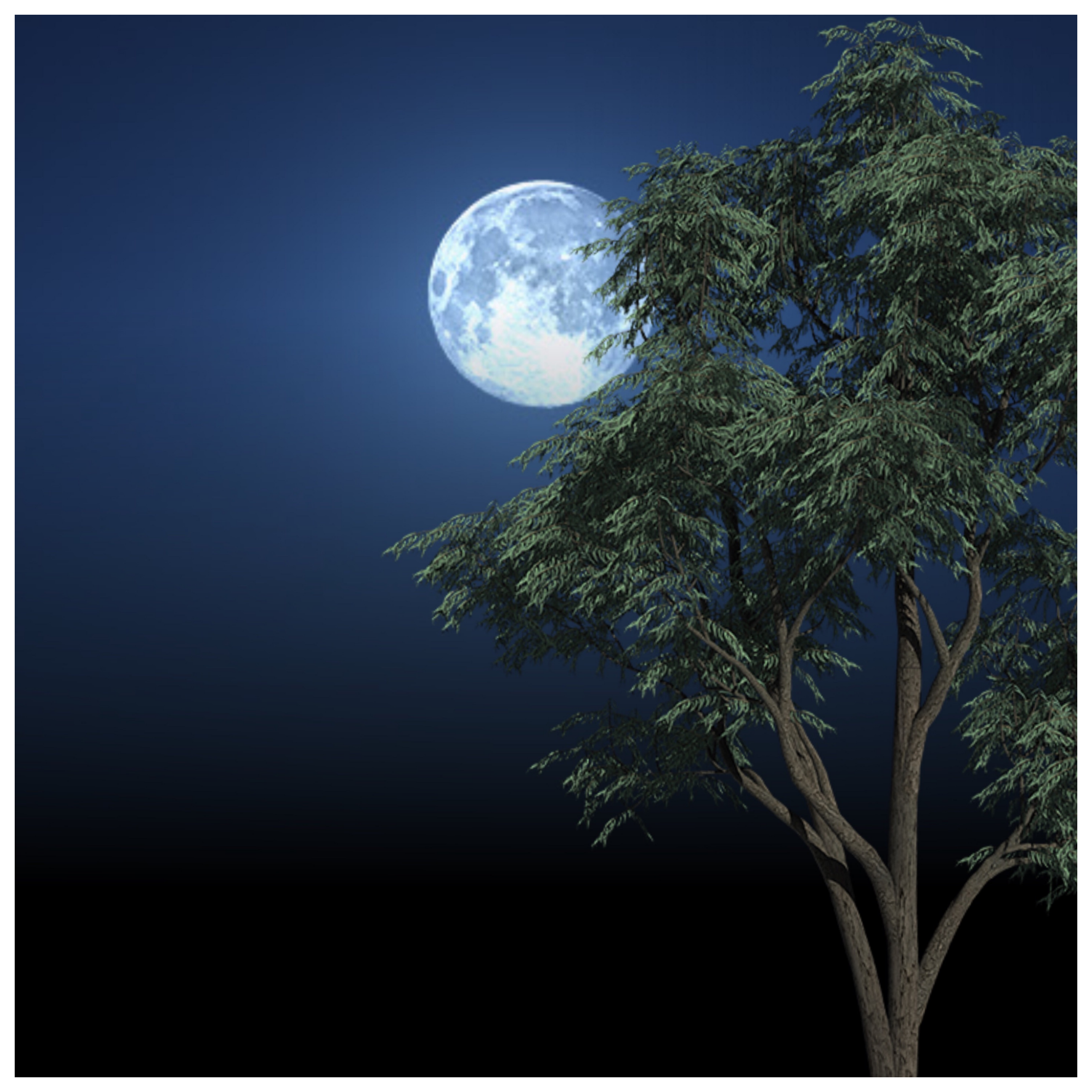 Луна сквозь деревья. Луна и дерево. Дерево под луной. Полнолуние дерево.