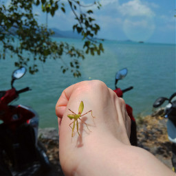 freetoedit thailand grasshopper sea sky pcholidaythrowback