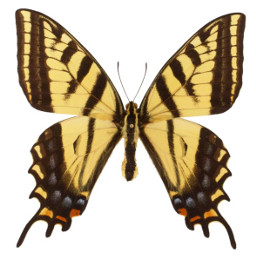 yellowswallowtailbutterfly butterfly freetoedit