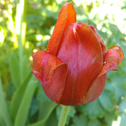 freetoedit tulips sunny flower pcflowerpower