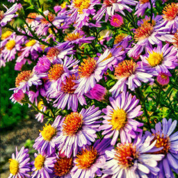 flowerpower colorful nature pcflowerpower