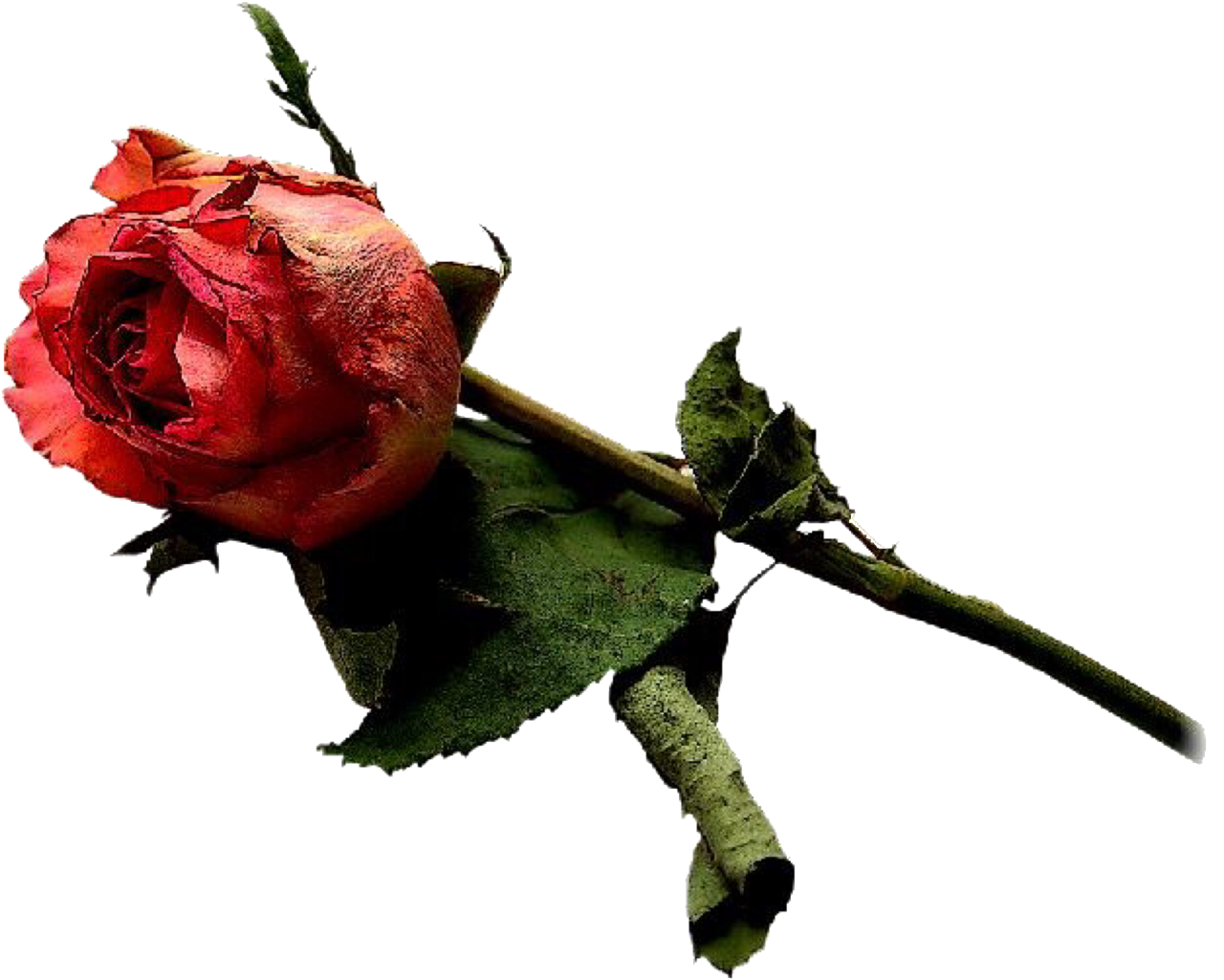 rose freetoedit rose sticker by selenexnyx