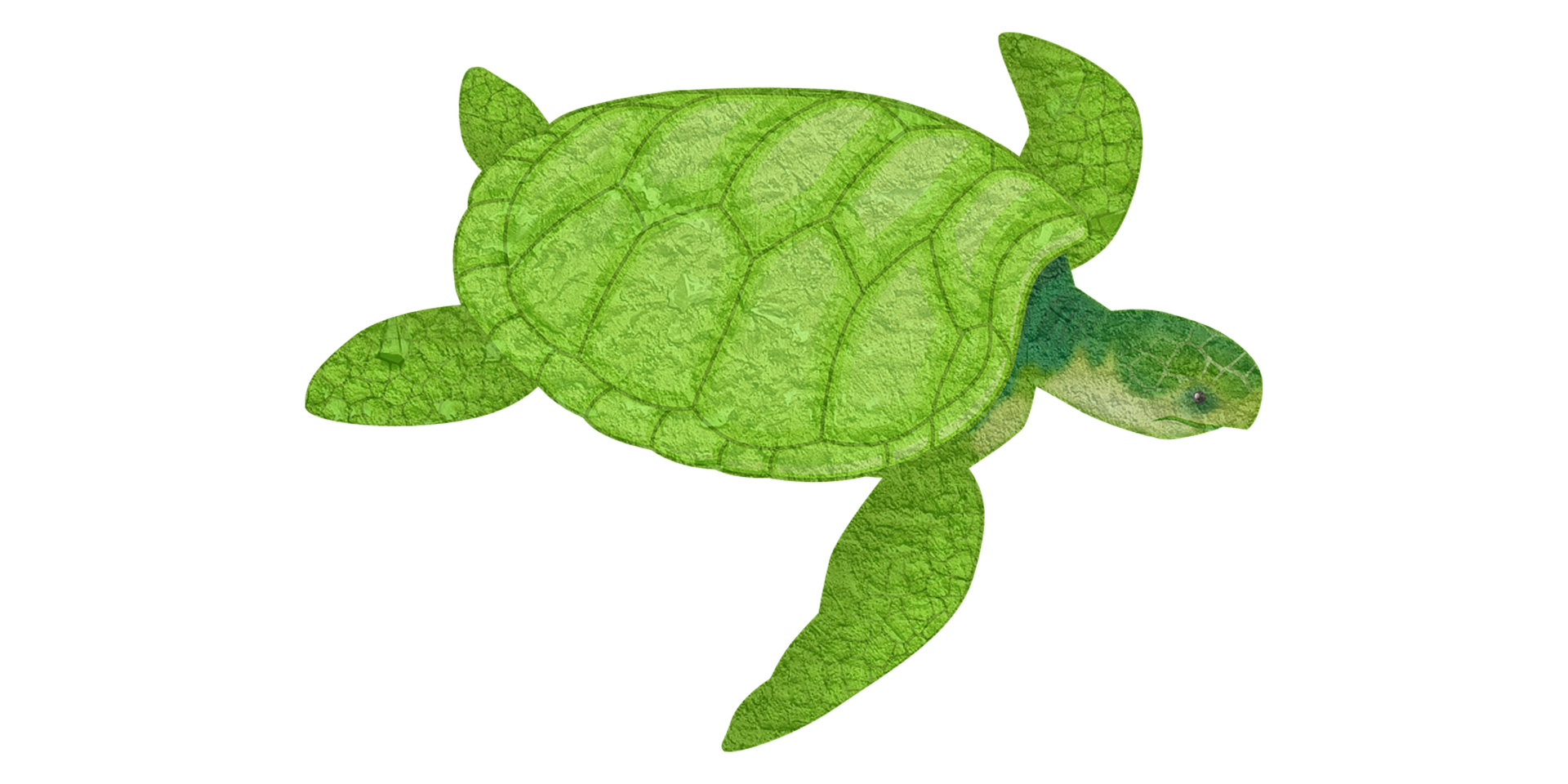 freetoedit turtle animals ocean sticker by @txfxtx