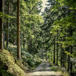 beautyinnature wood blackforest schwarzwald naturelovers