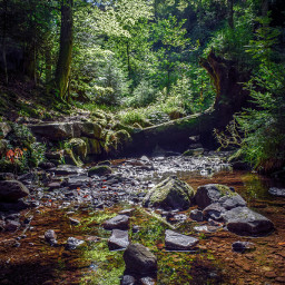 nature naturelover beautyinnature wald blackforest schwarzwald