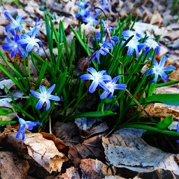 flower floral flores🌸 blue nature