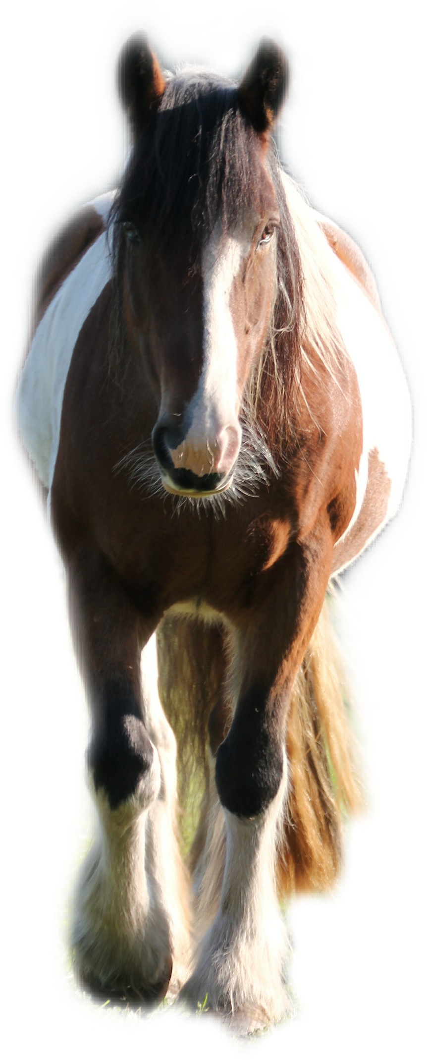 horse-freetoedit-horse-sticker-by-thingsthatihaveseen