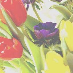 tulips spring flowers colorful season