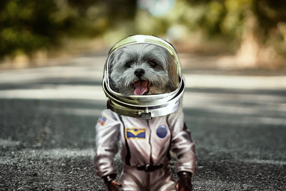 Freetoedit Astro Dog Edit Collage Space Astronaut Spac