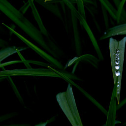 raindrop leaves green nature photography