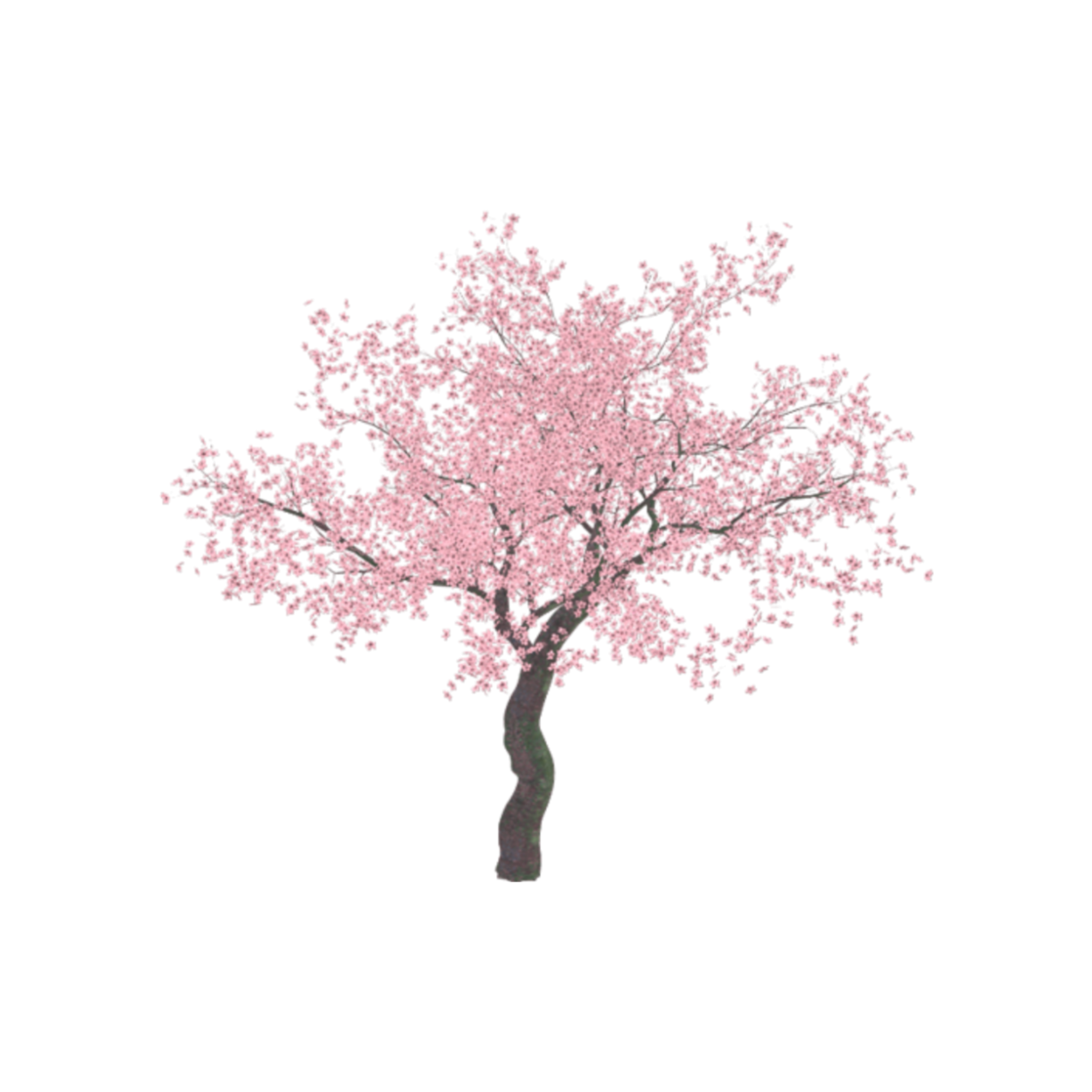 cherryblossom tree 277730475028211 by @alwaysmetal86.